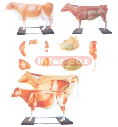 ANATOMICAL MODEL OF THE COW WIVERTICALSTAND AND BASE